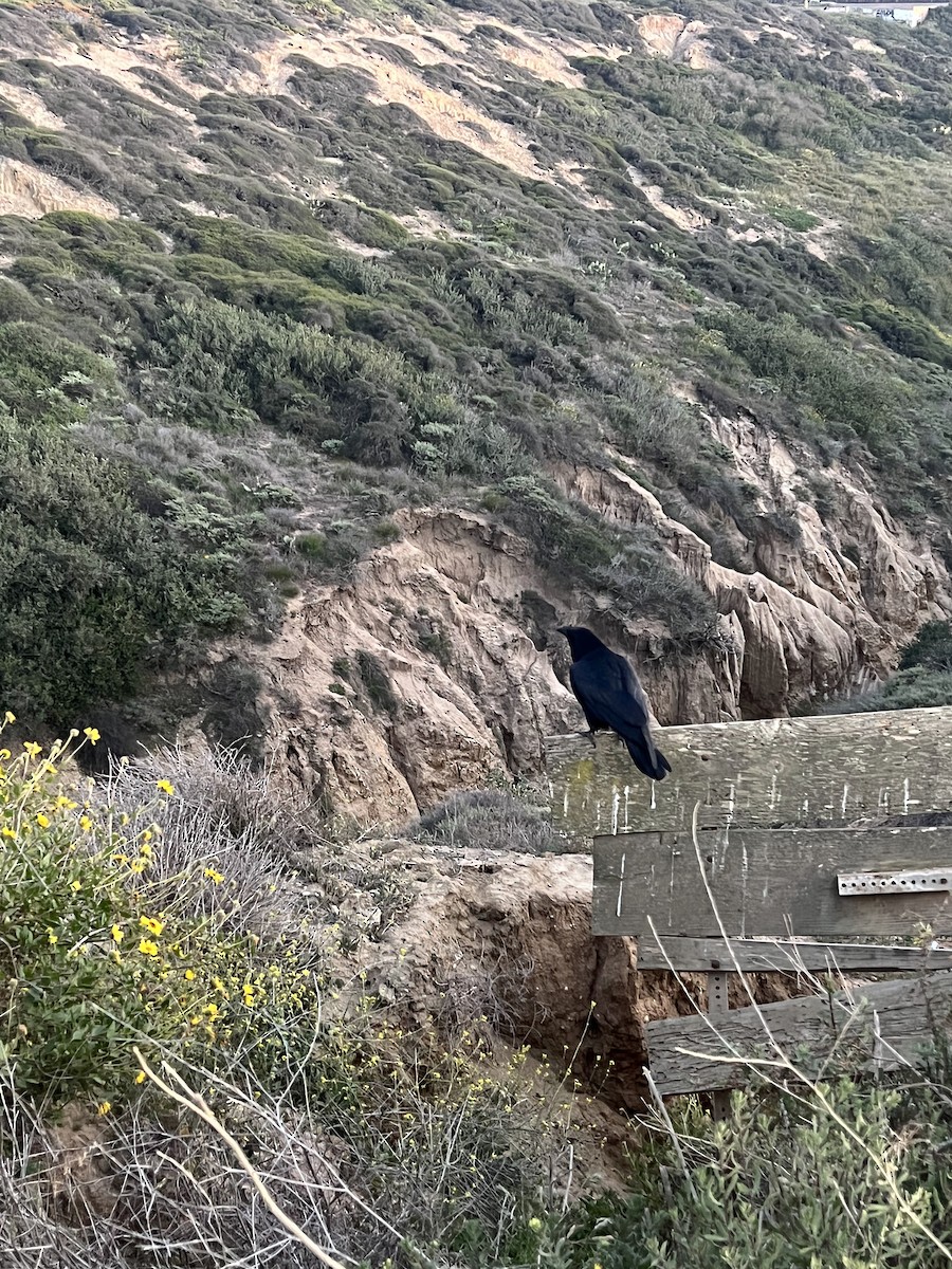 Cuervo Grande - ML646167911