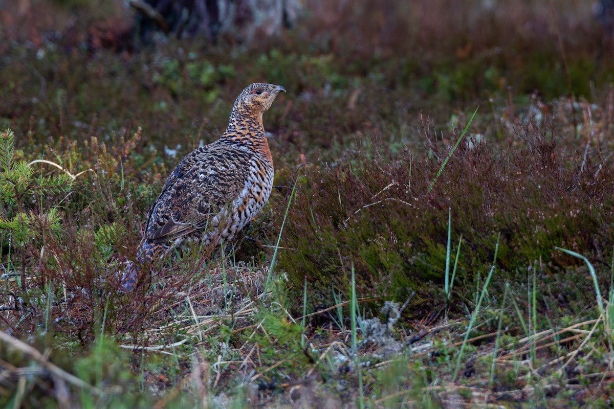 Western Capercaillie - ML646167912