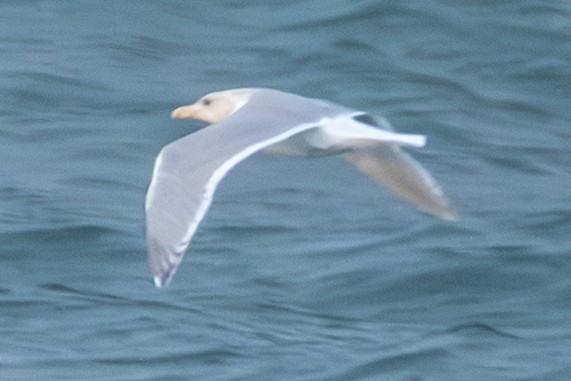 Glaucous-winged Gull - ML646167913