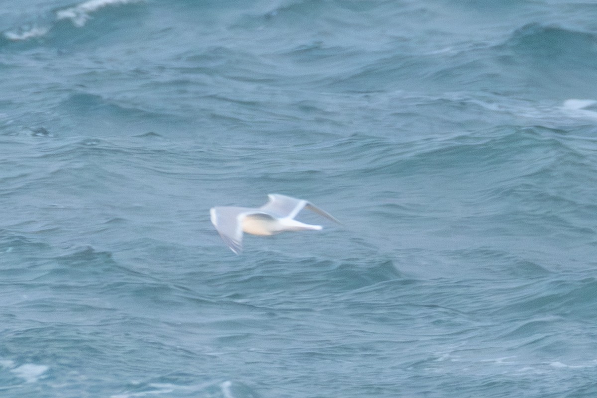 Glaucous-winged Gull - ML646167914