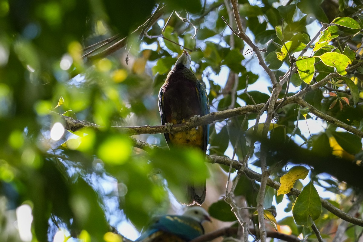 Mor Göğüslü Meyve Kumrusu - ML646167915