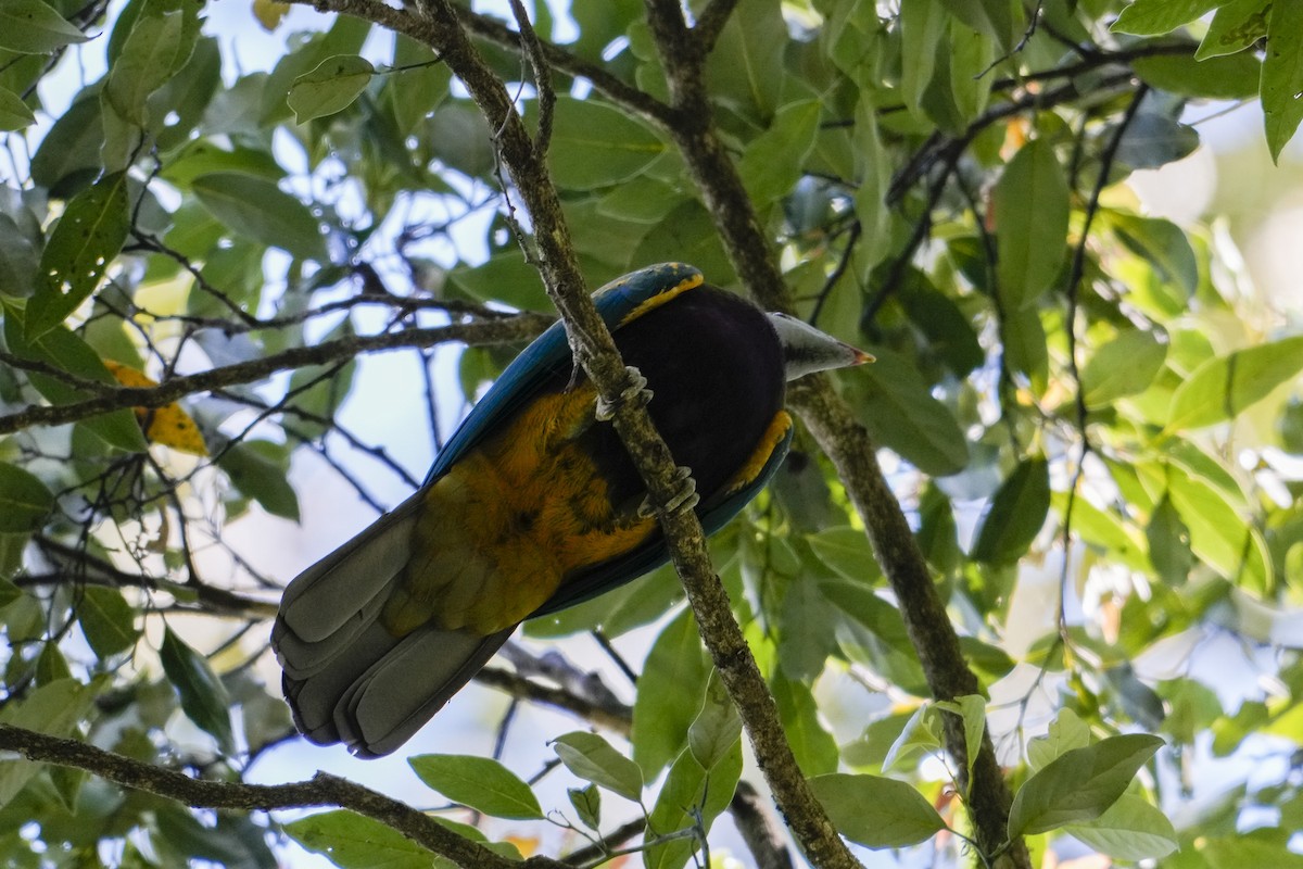 Mor Göğüslü Meyve Kumrusu - ML646167916