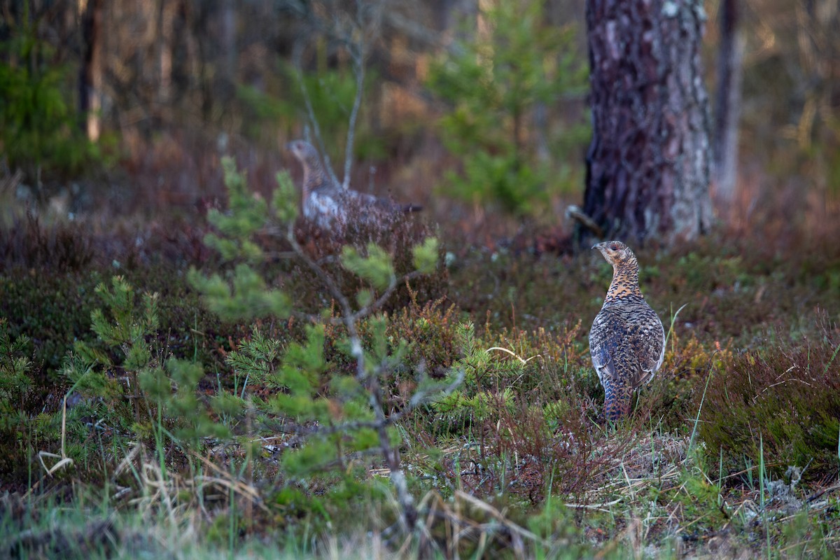 Western Capercaillie - ML646167918