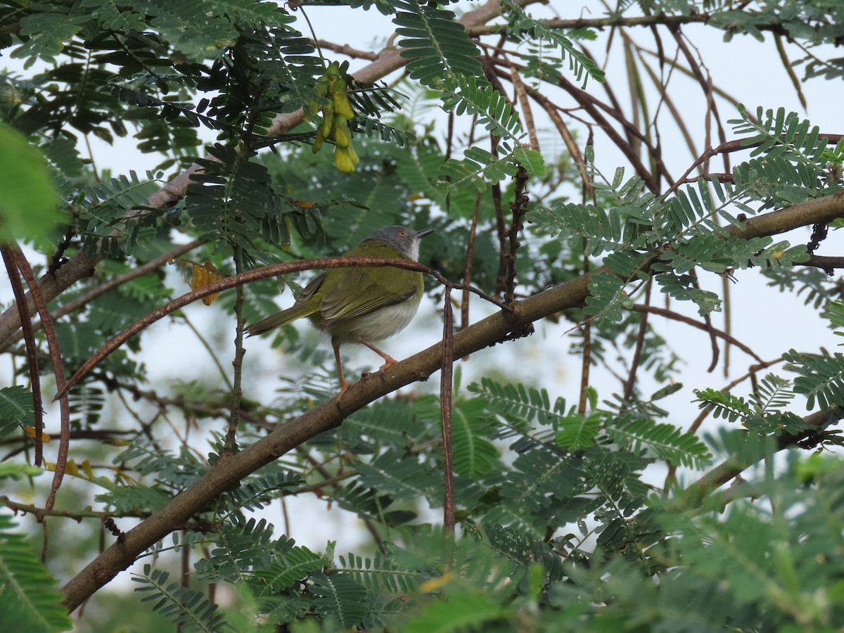 Yellow-breasted Apalis - ML646167920