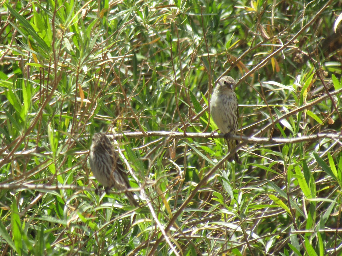 Pine Siskin - ML646167921