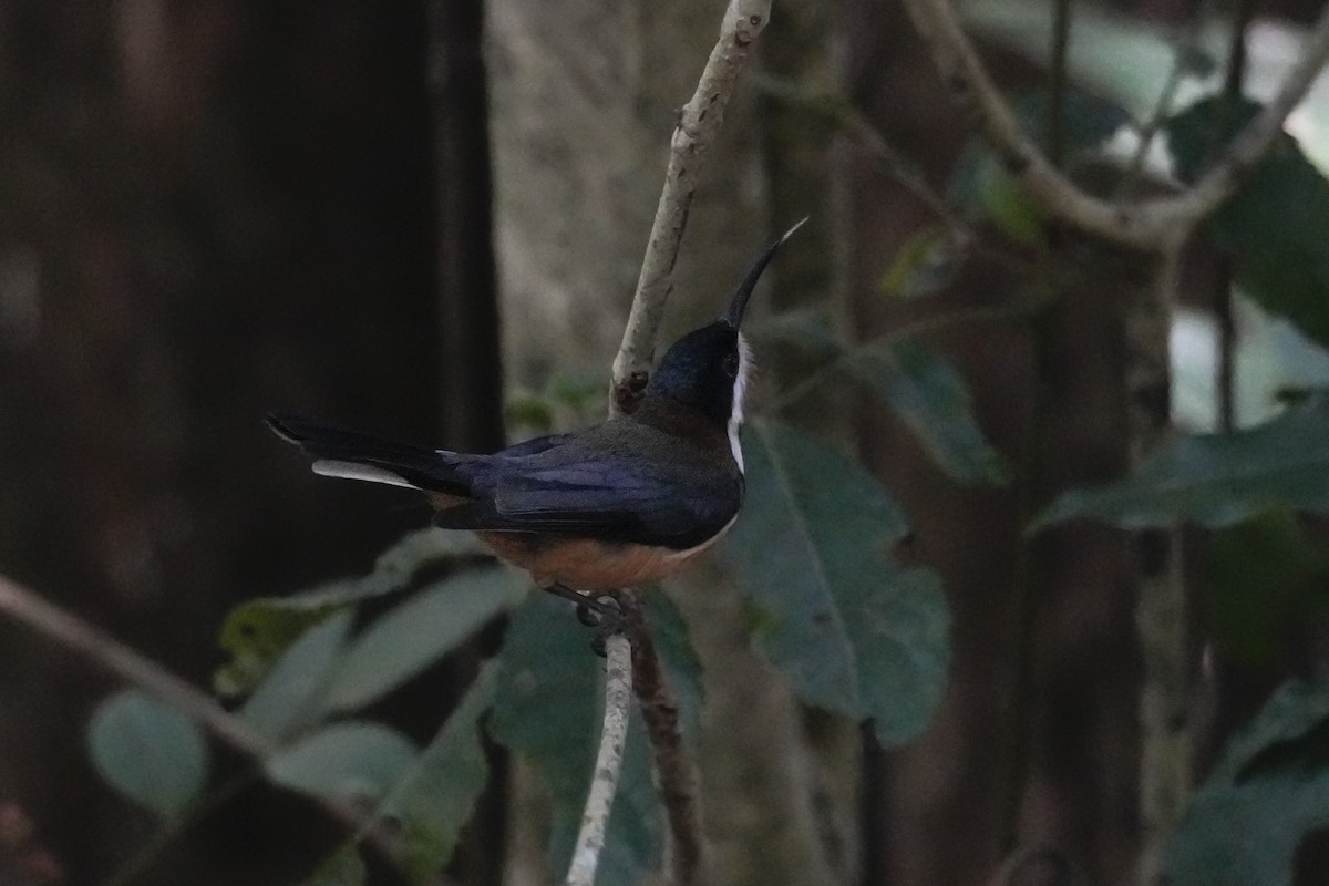 Eastern Spinebill - ML646167922