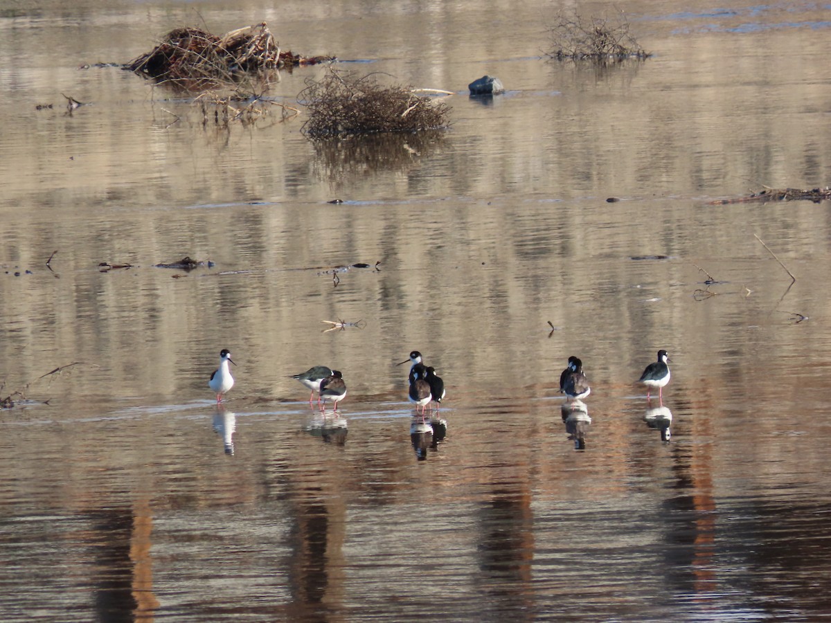 Black-necked Stilt - ML646167923