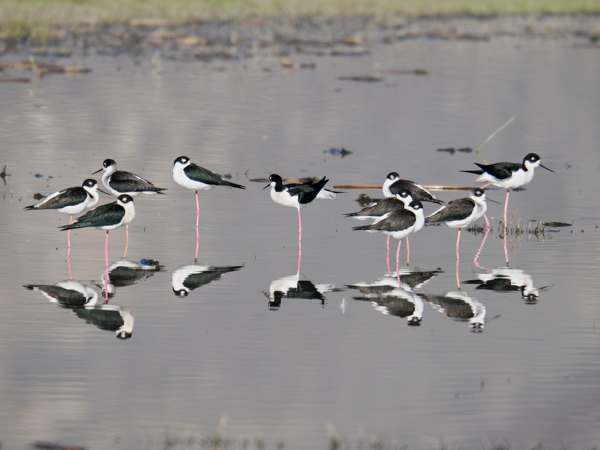Black-necked Stilt - ML646167926