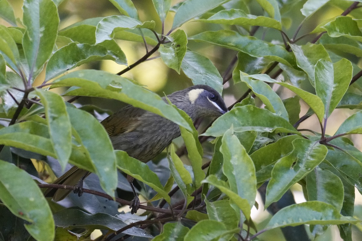 Lewin's Honeyeater - ML646167927