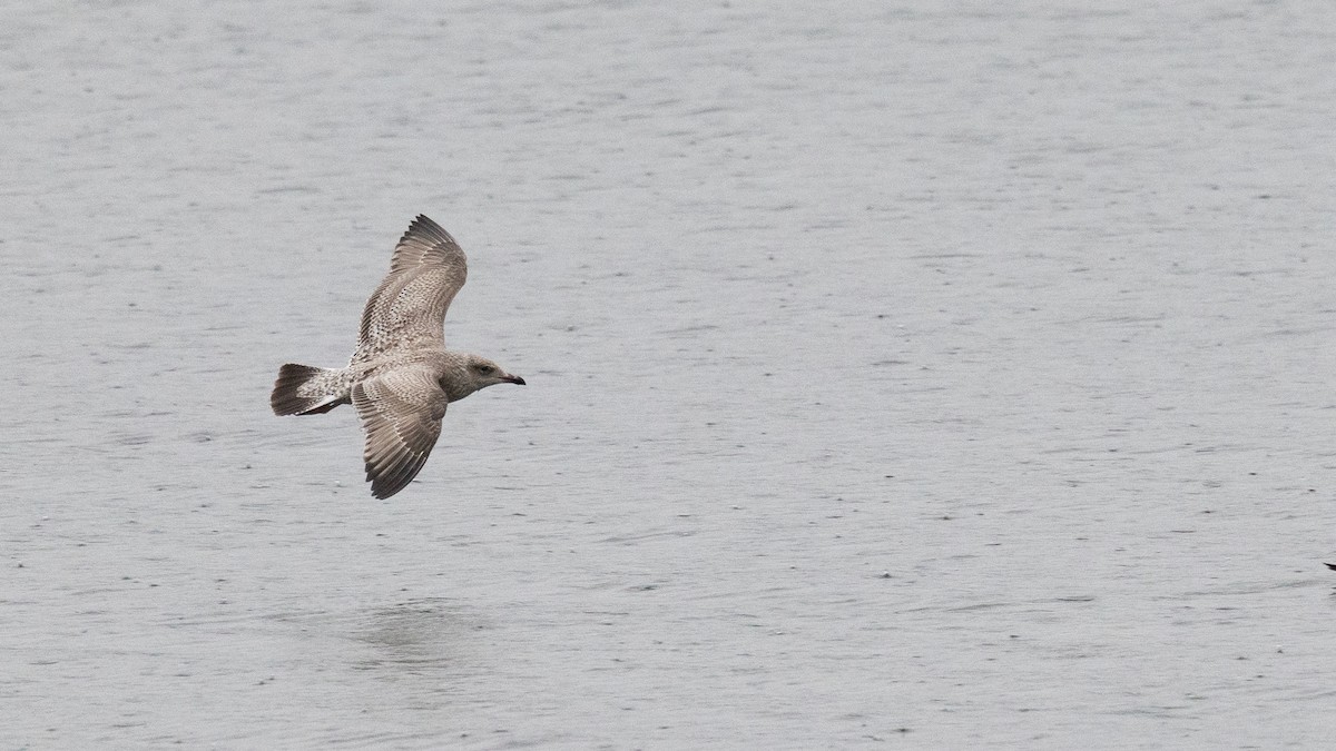 שחף מערבי - ML646167929