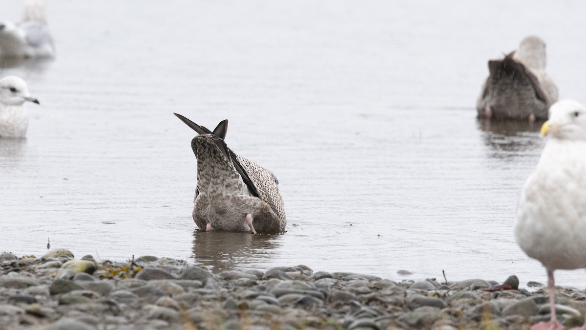 שחף מערבי - ML646167930