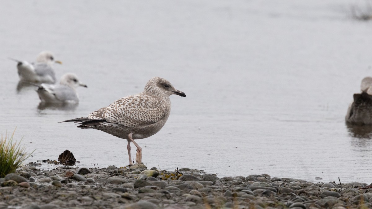 שחף מערבי - ML646167932