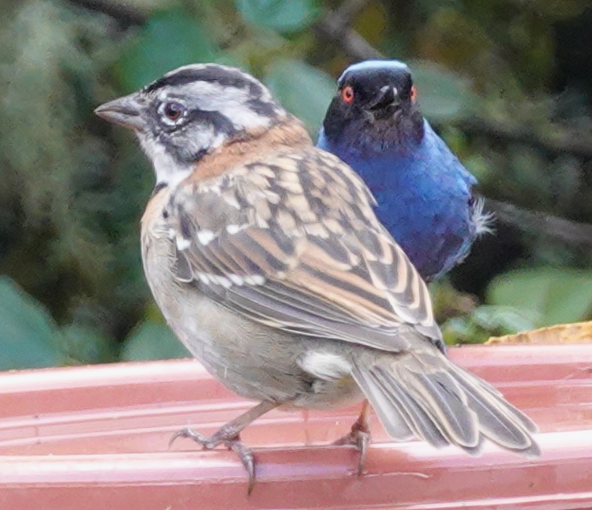 Rufous-collared Sparrow - ML646167937