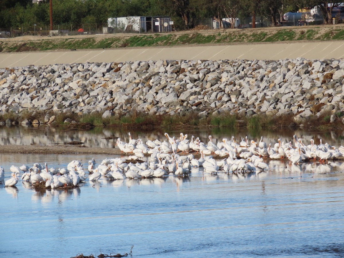 שקנאי אמריקני - ML646167938