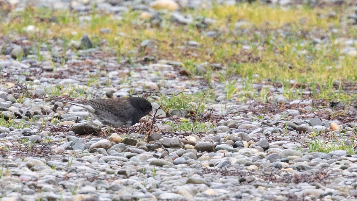 Dark-eyed Junco (cismontanus) - ML646167939