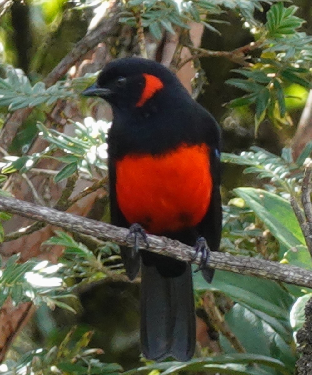 Scarlet-bellied Mountain Tanager - ML646167940