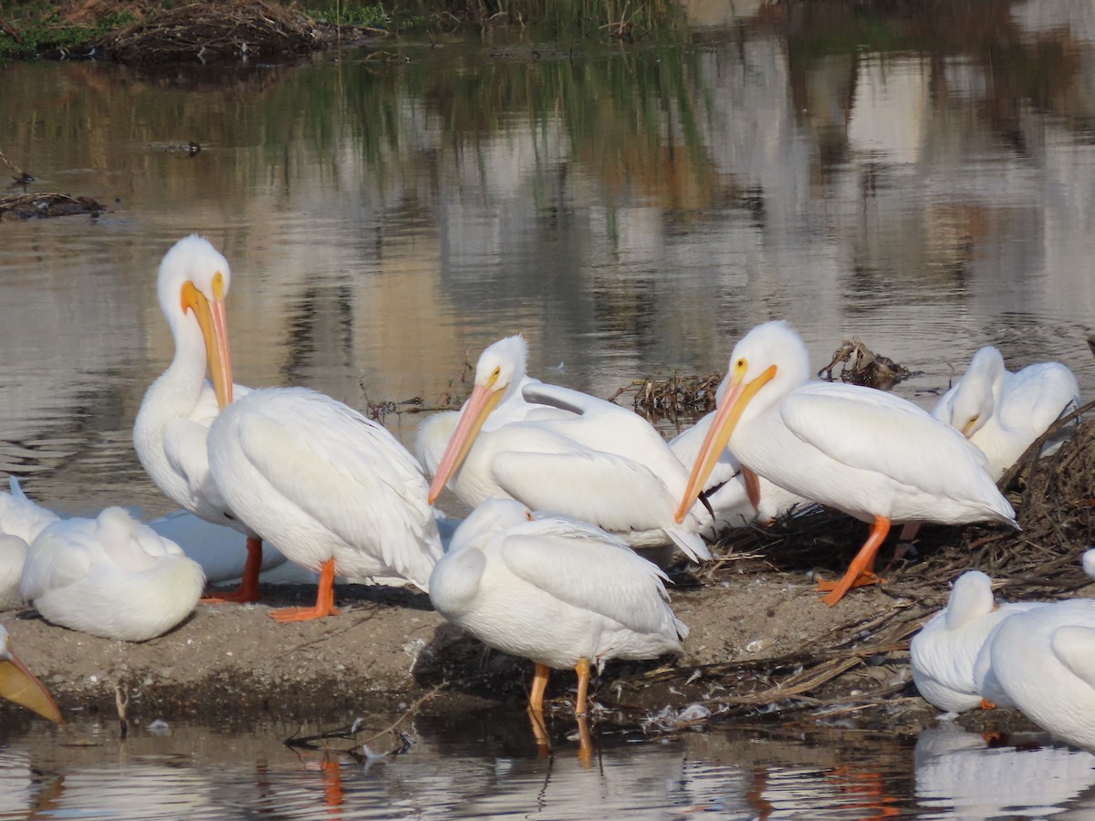 שקנאי אמריקני - ML646167941