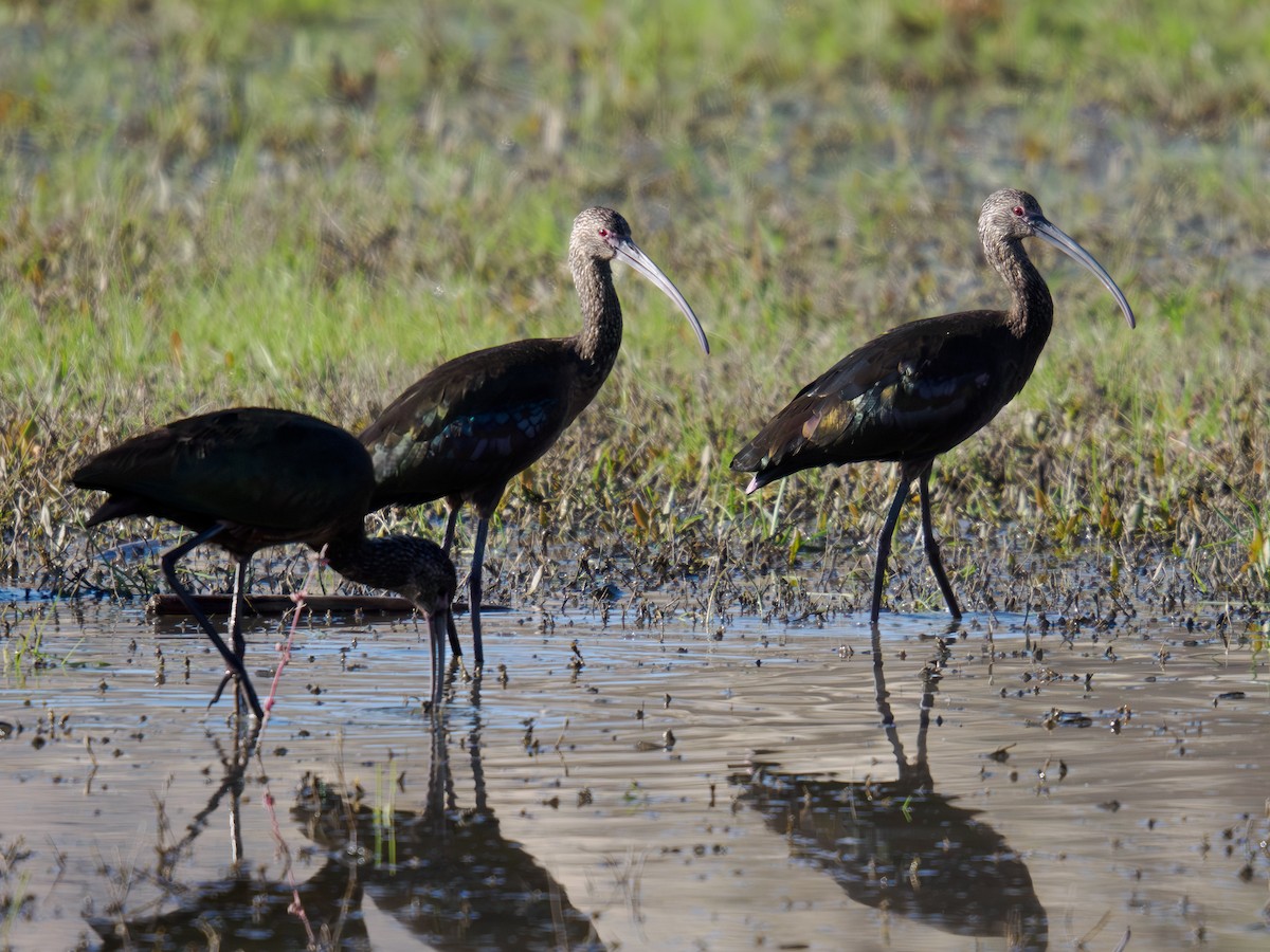White-faced Ibis - ML646167943