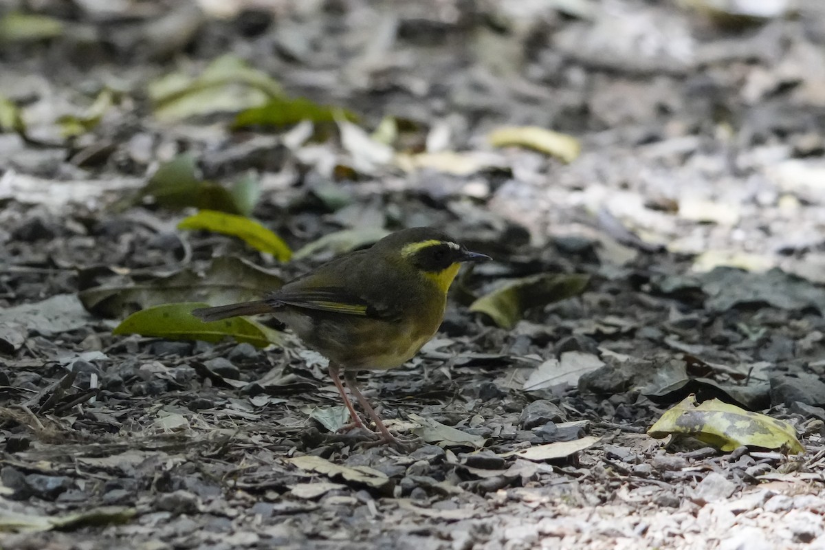 Yellow-throated Scrubwren - ML646167944