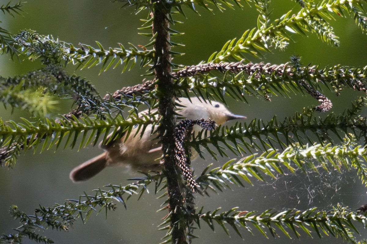 White-browed Scrubwren - ML646167945