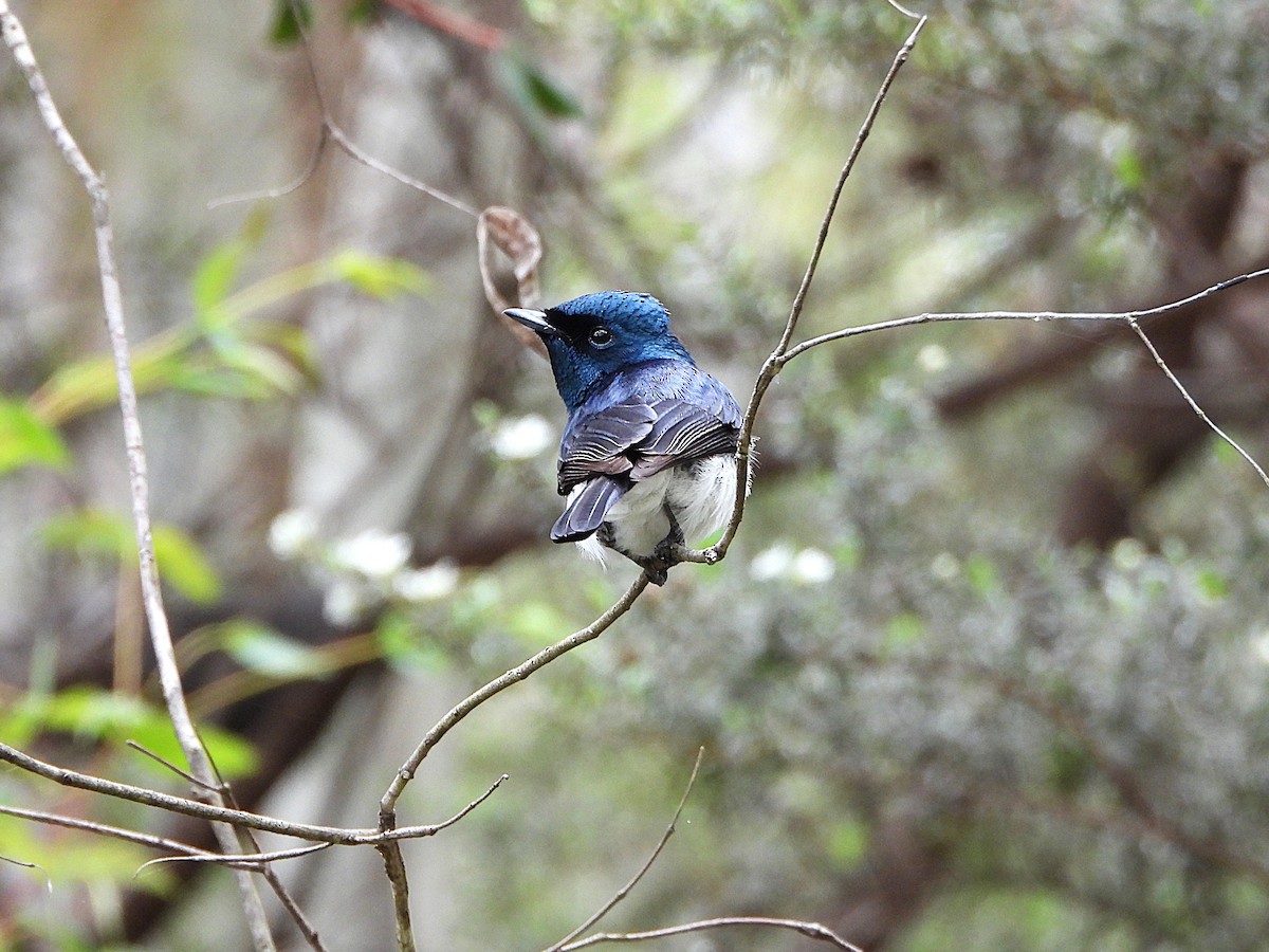 Satin Flycatcher - ML646167946