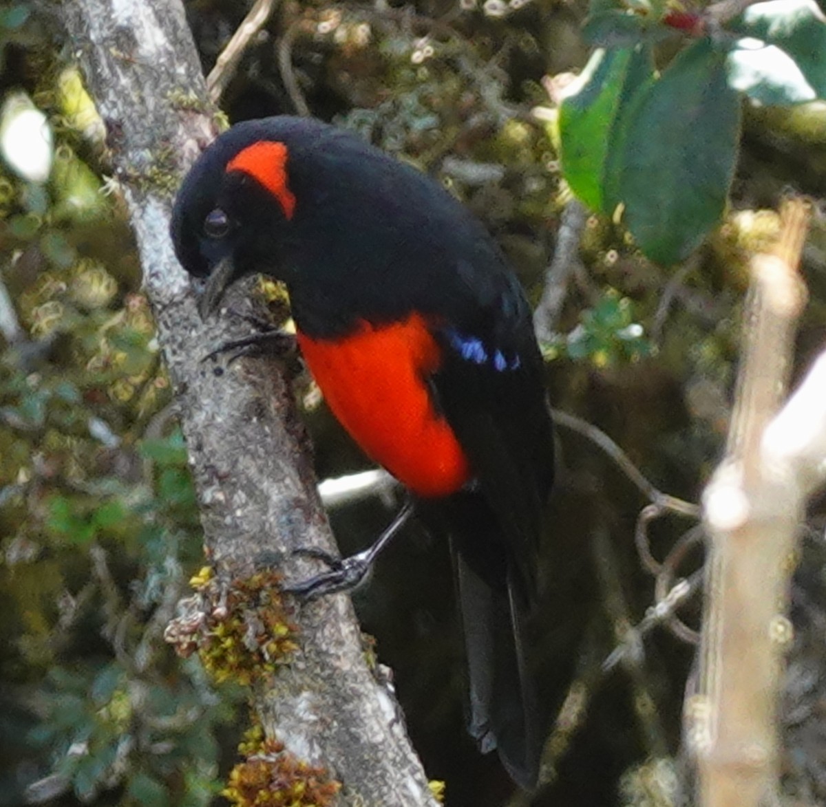 Scarlet-bellied Mountain Tanager - ML646167947