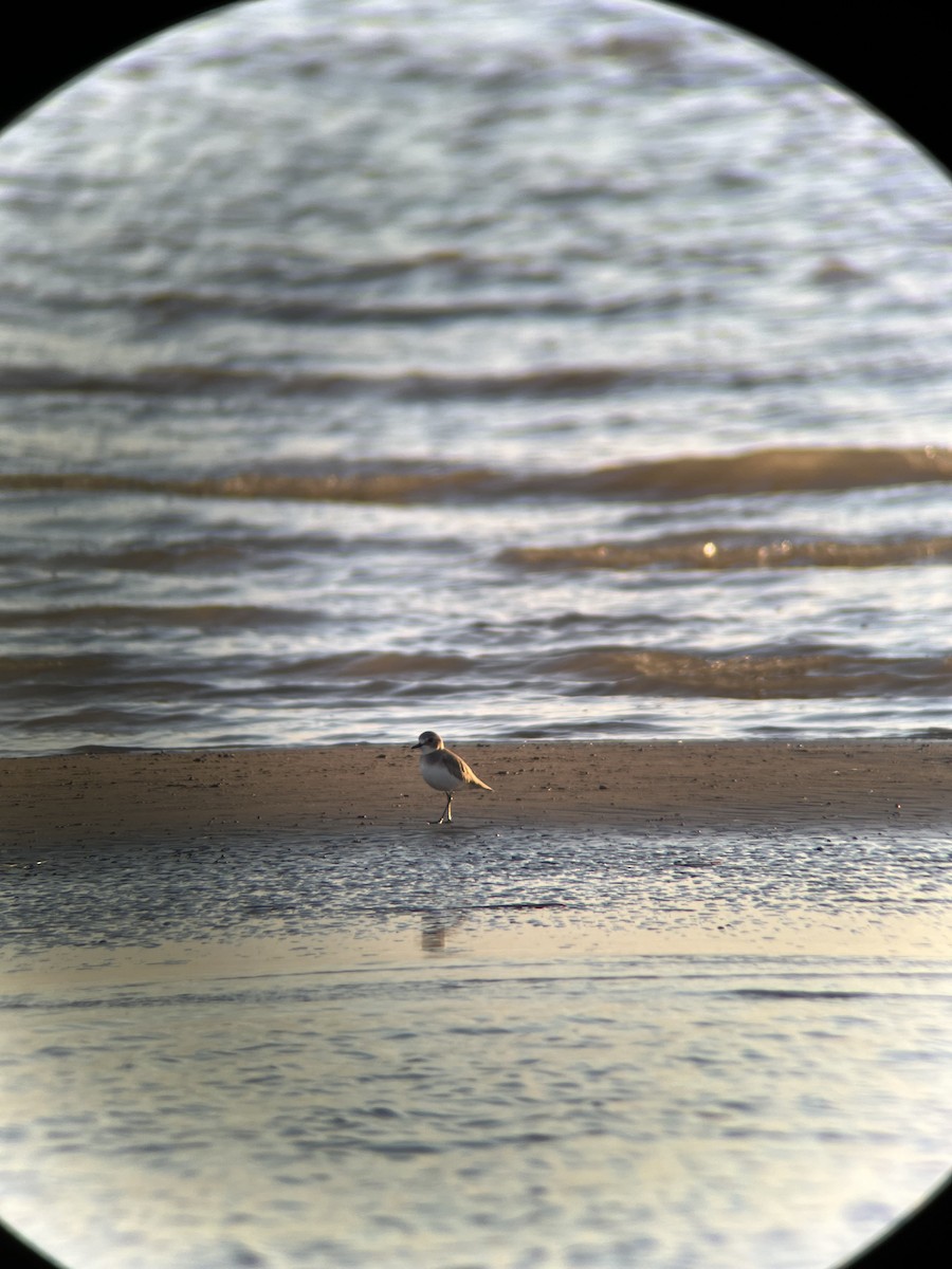 חופמי חוף - ML646167948