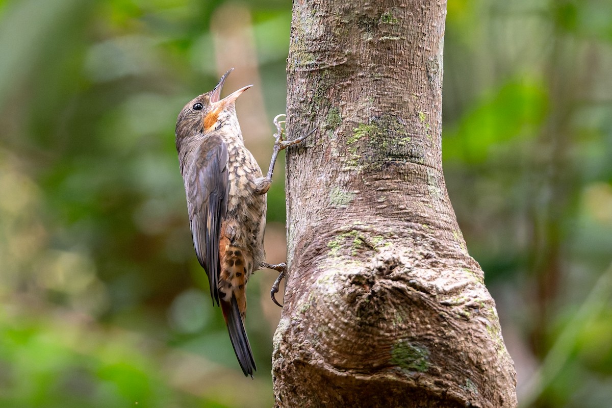 White-throated Treecreeper - ML646167949