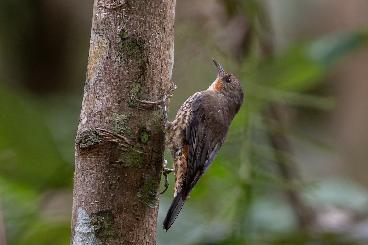 White-throated Treecreeper - ML646167950