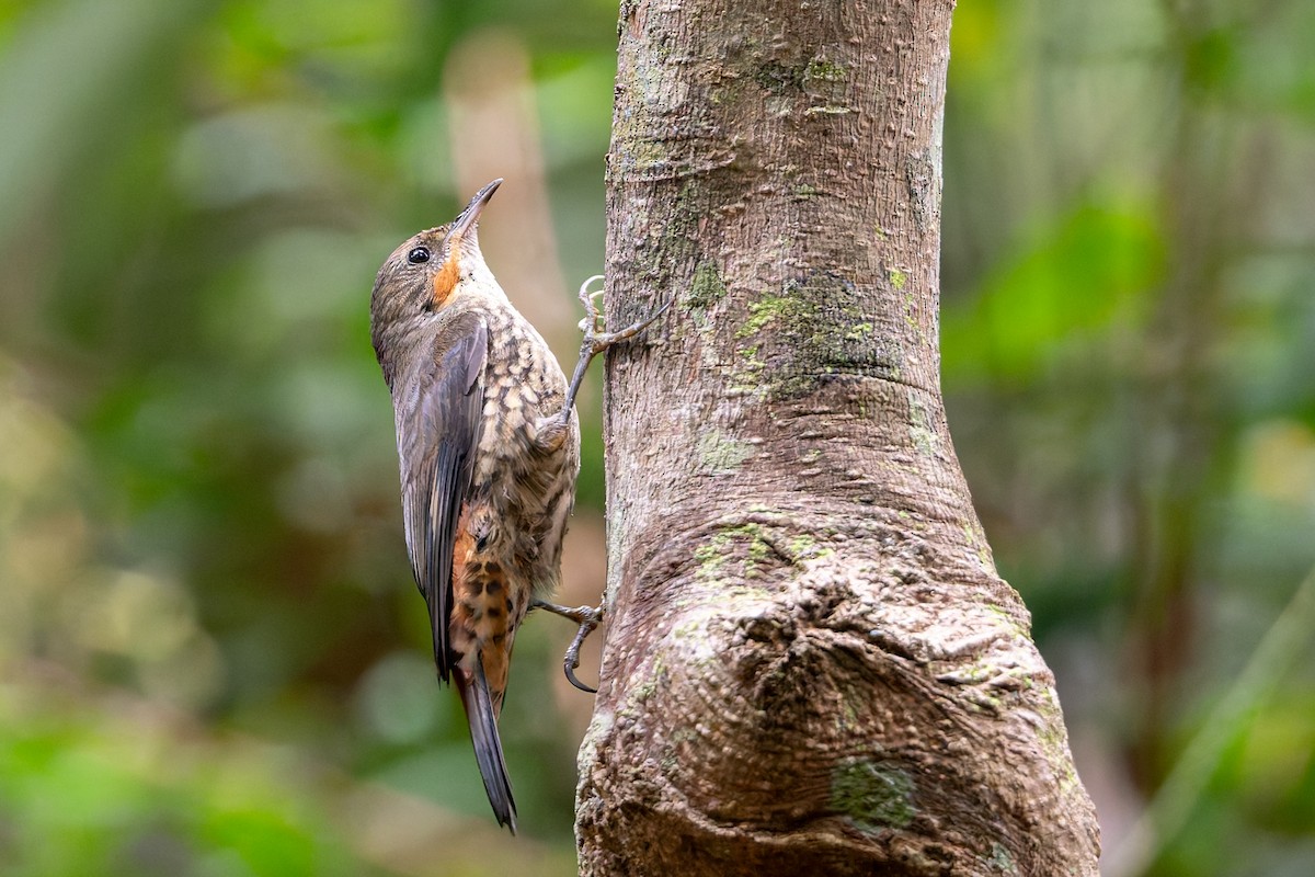 White-throated Treecreeper - ML646167951