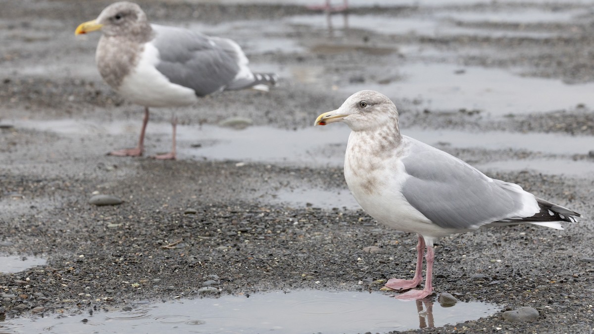American Herring x Glaucous-winged Gull (hybrid) - ML646167952