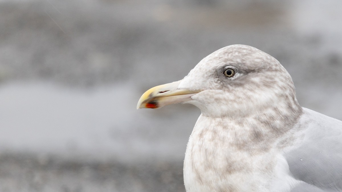American Herring x Glaucous-winged Gull (hybrid) - ML646167953