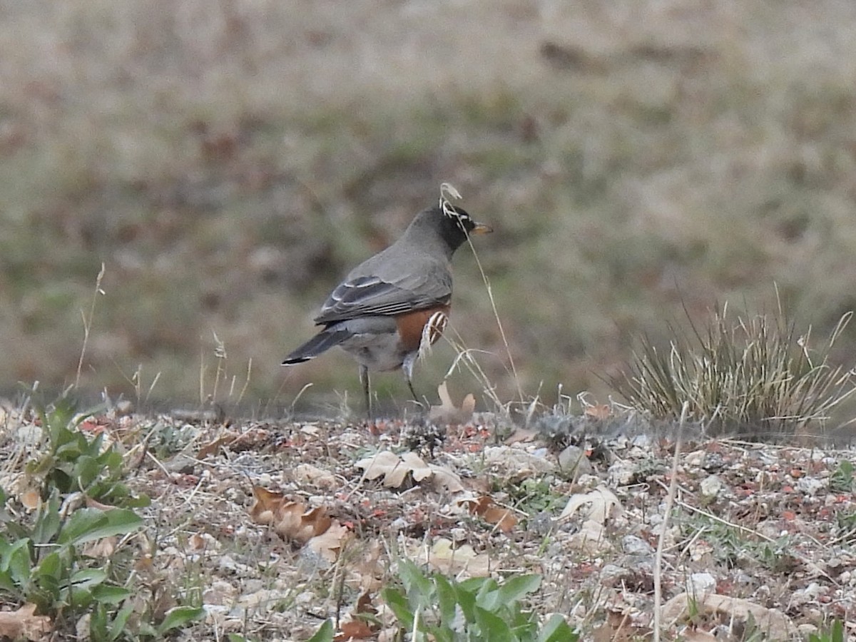 קיכלי נודד - ML646167954