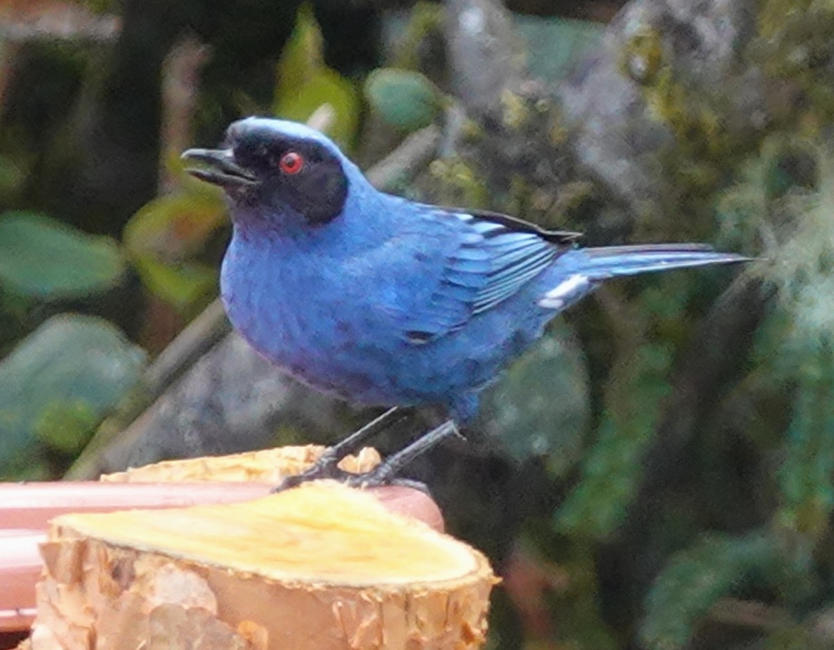 Masked Flowerpiercer - ML646167955
