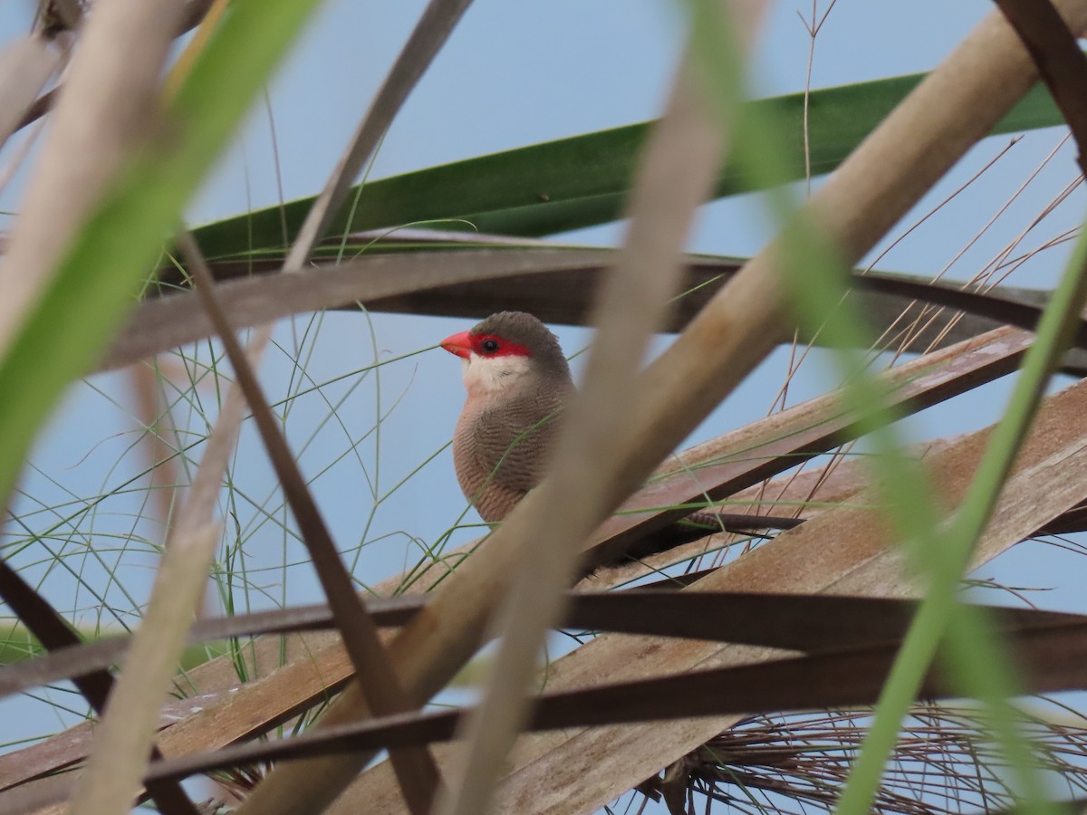 פרושית אדומת-משקפיים - ML646167960