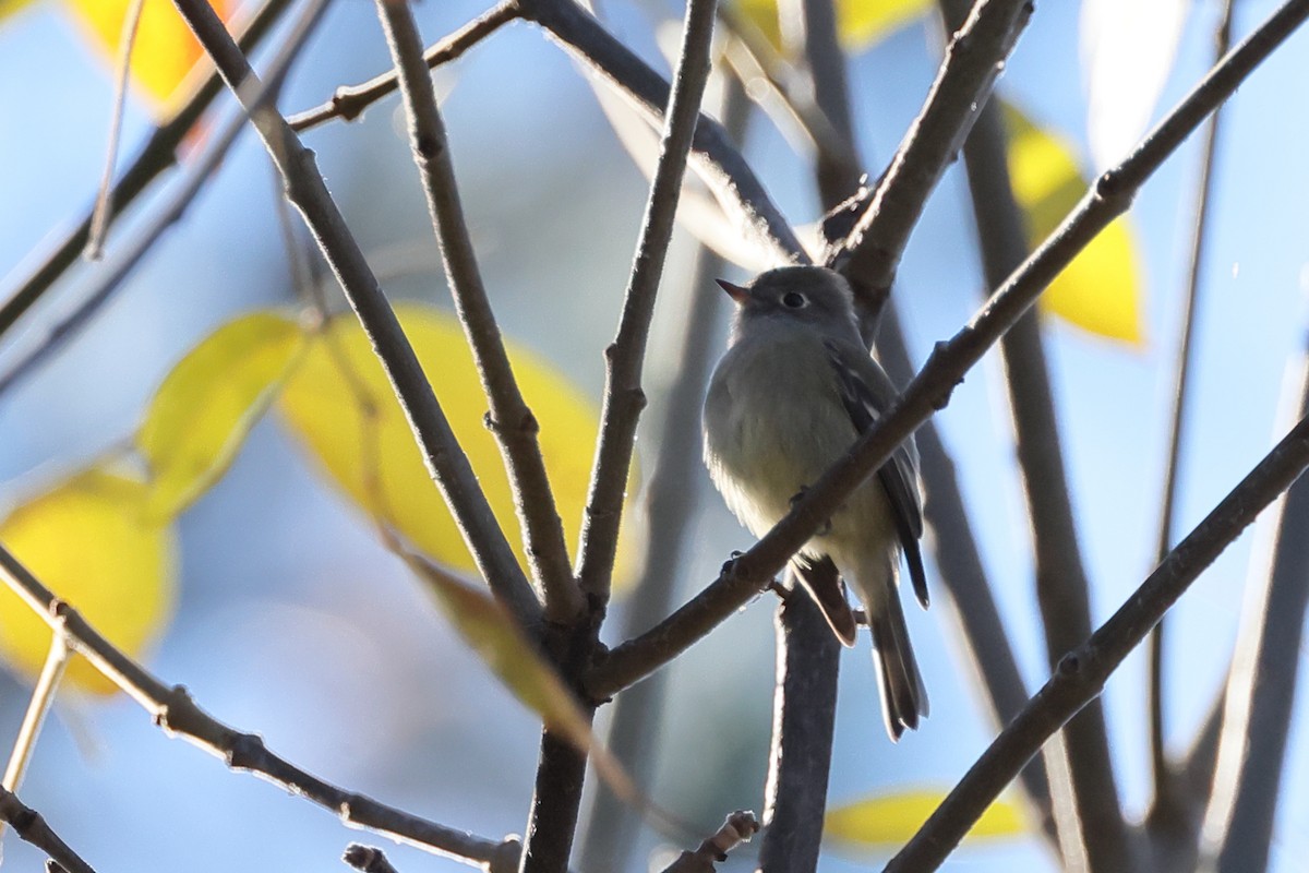 Hammond's Flycatcher - ML646167968