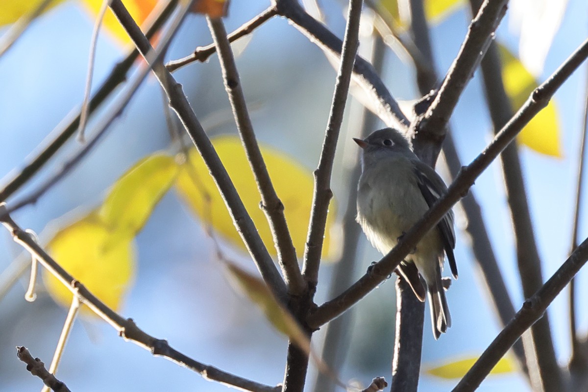Hammond's Flycatcher - ML646167969