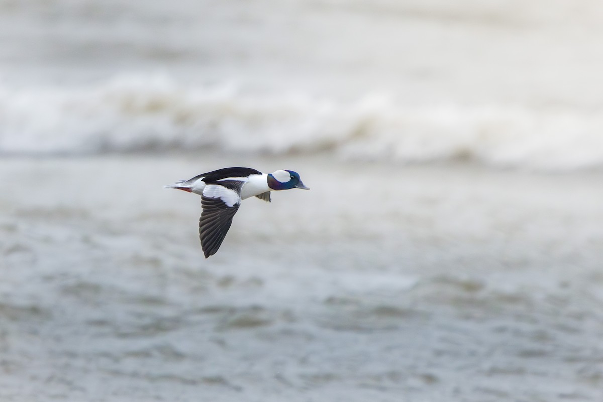 hohol bělavý - ML646167975