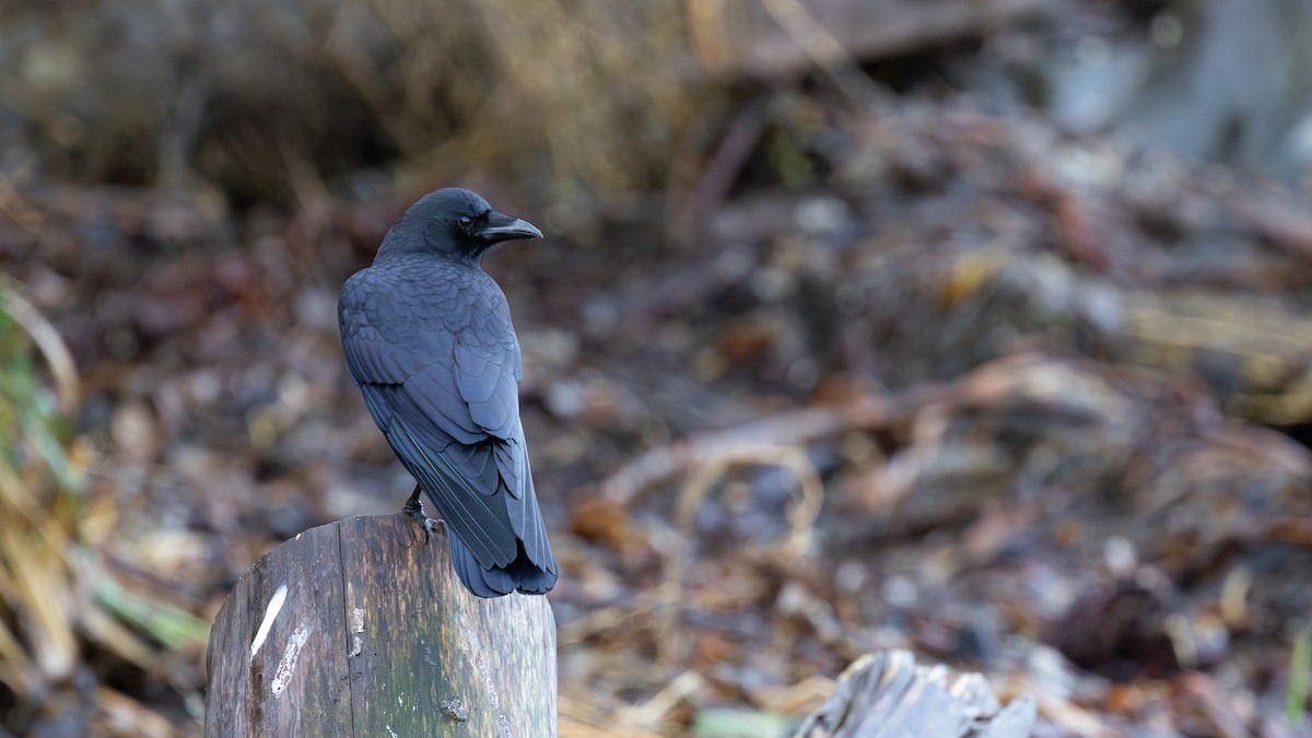 American Crow - ML646167976