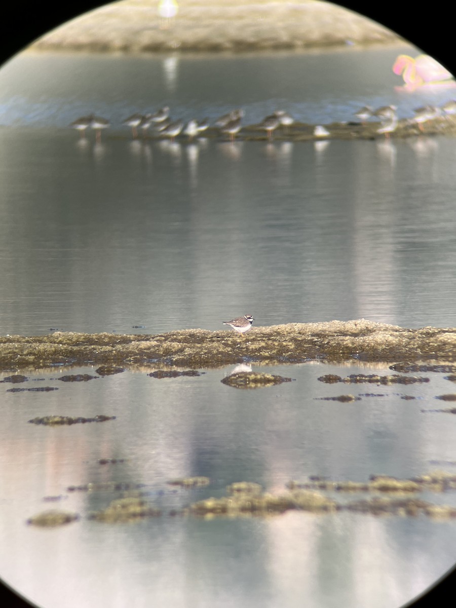 Common Ringed Plover - ML646167977