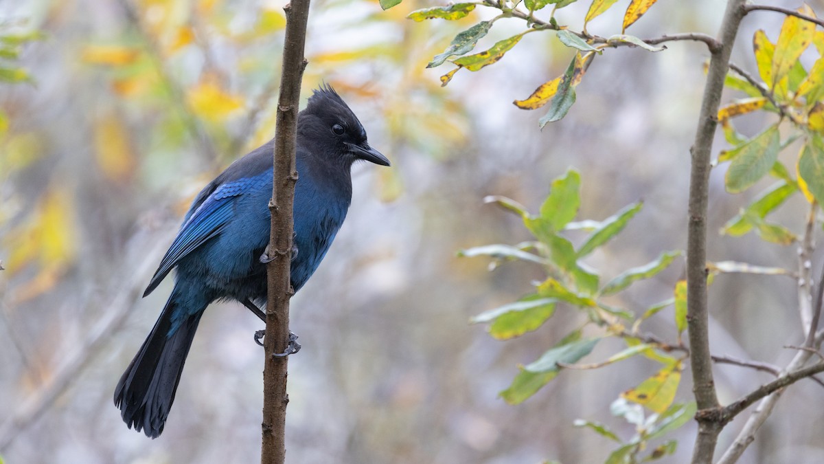 Steller's Jay (Coastal) - ML646167978