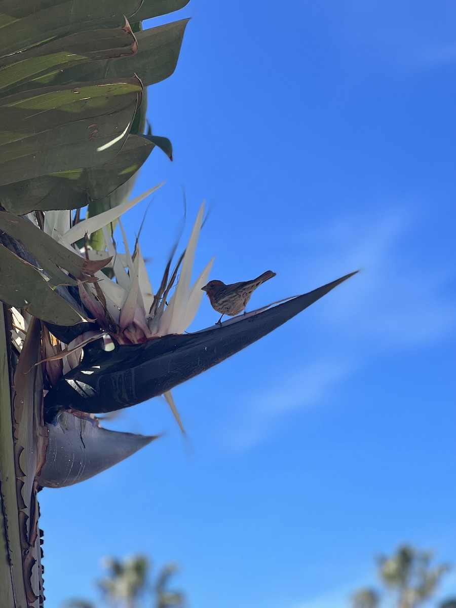 Camachuelo Mexicano - ML646167982