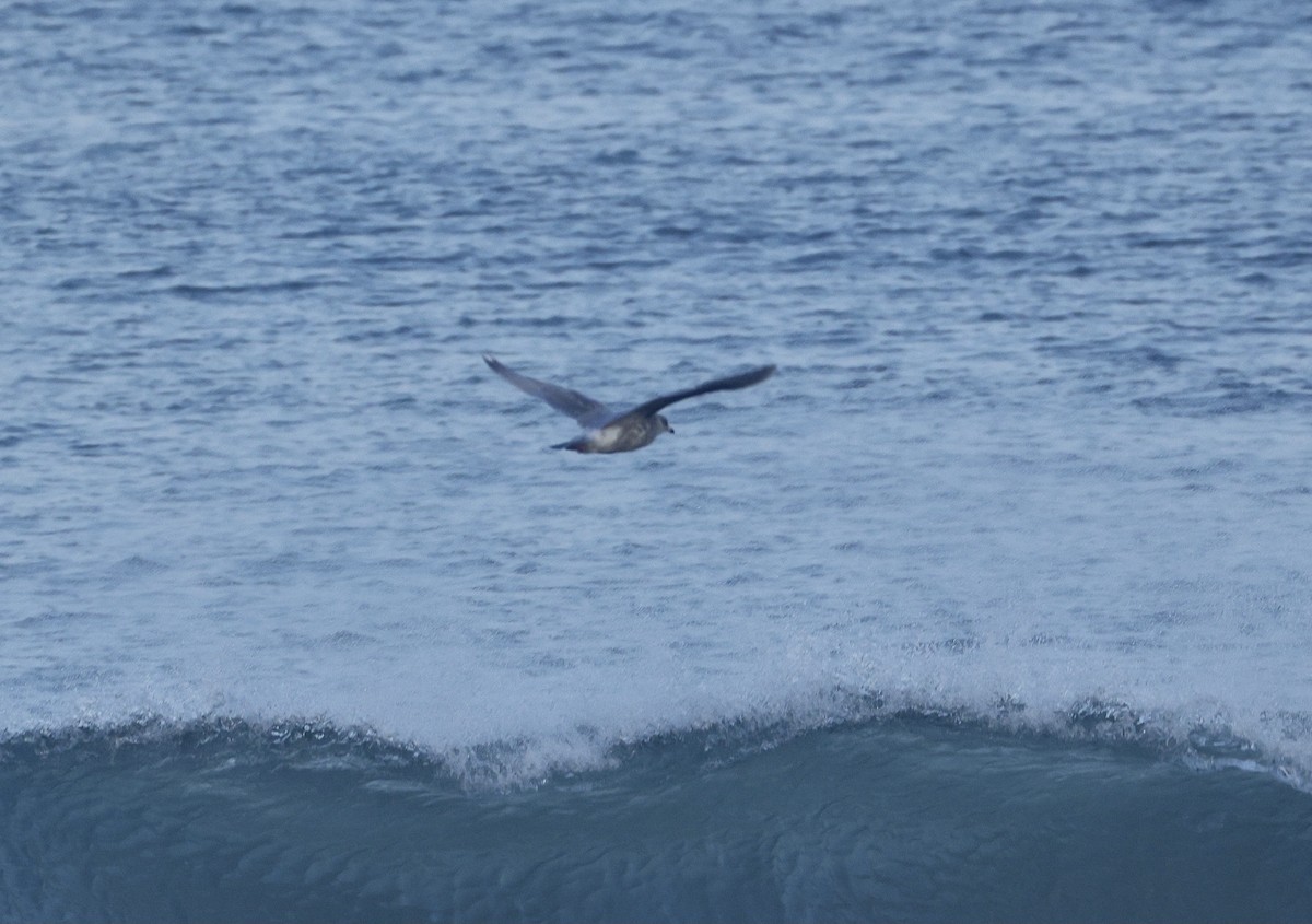 American Herring x Glaucous-winged Gull (hybrid) - ML646167983