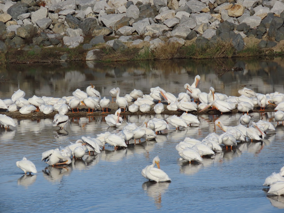 American White Pelican - ML646167985