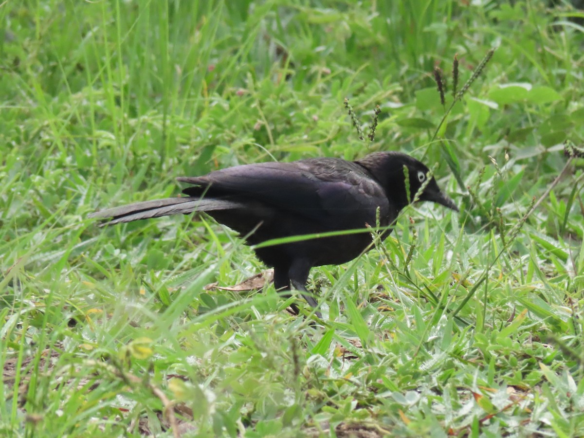 Estornino Amatista - ML646168012