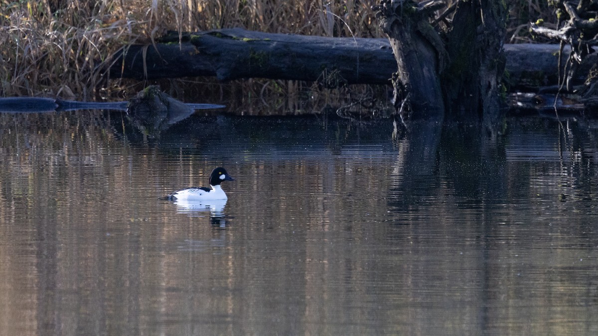 Common Goldeneye - ML646168014