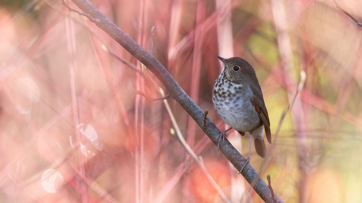 Zorzalito Colirrufo - ML646168015