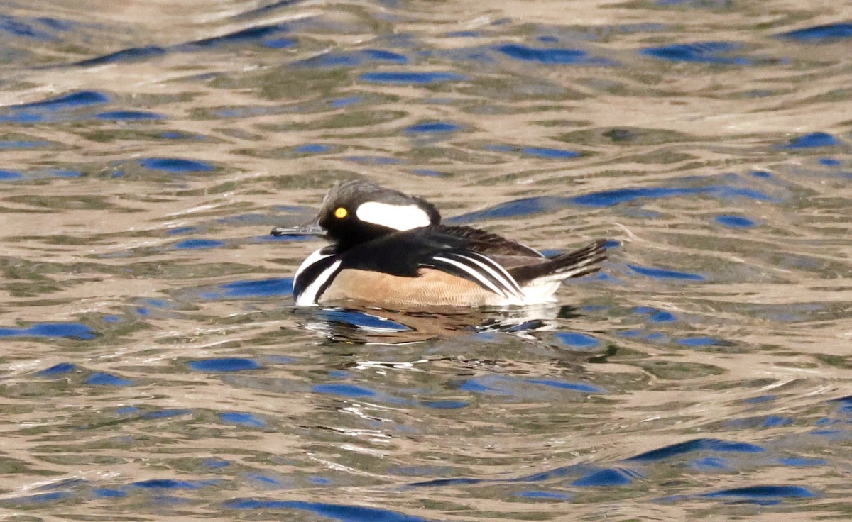 Serreta Capuchona - ML646168016