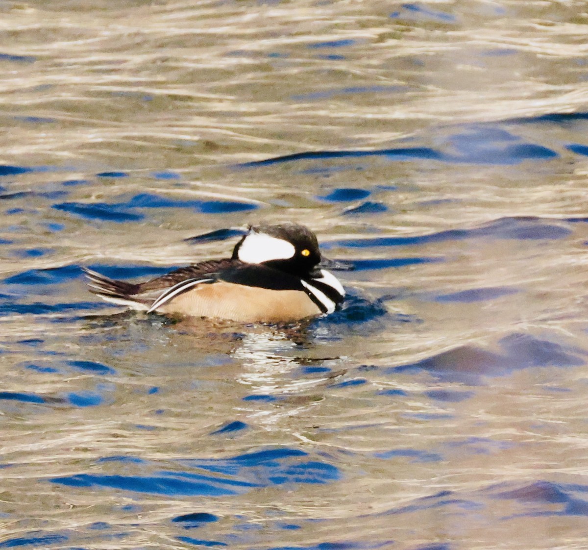 Serreta Capuchona - ML646168017