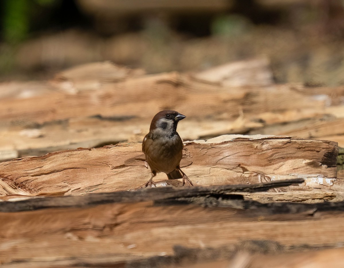 Gorrión Molinero - ML646168018